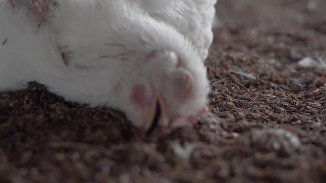 Sad sight of a broiler chicken inching close to death, close up shot