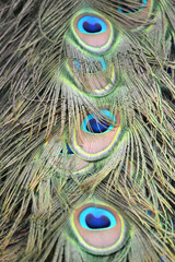 Peacock bird colorful feather - pattern
