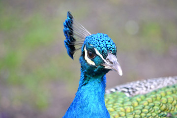 Blue male peacock bird - close-up, head