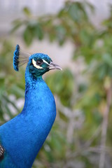 Blue male peacock bird - close-up, head