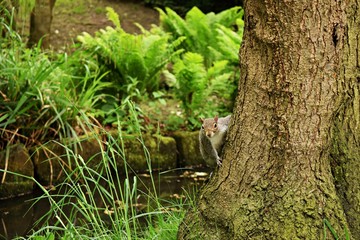 supersquirrel