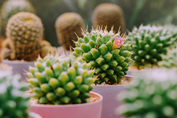 Variety of Small cactus and succulent plants in various pots to decorate in coffee shops