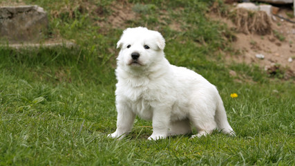 White swiss shepherd puppy sitting on grass with dandelions.