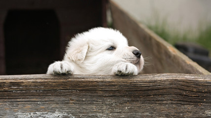 White swiss shepherd puppy peeking out from the wooden fence.