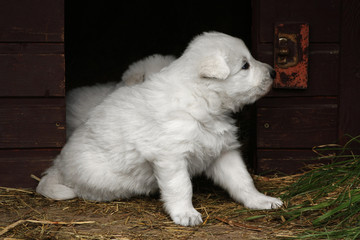 White swiss shepherd puppy sitting  near dog house.