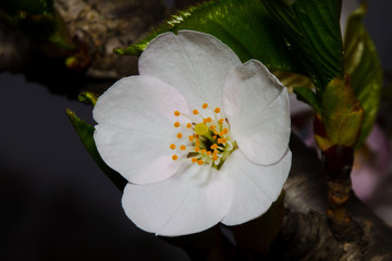 solo cherry blossoms 