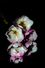 dramatic cherry blossoms 