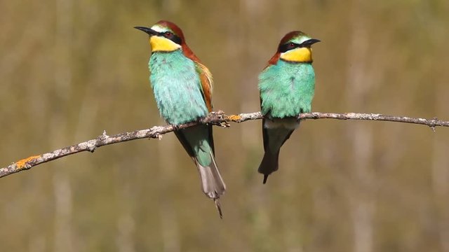 European Bee-eater. Merops apiaster