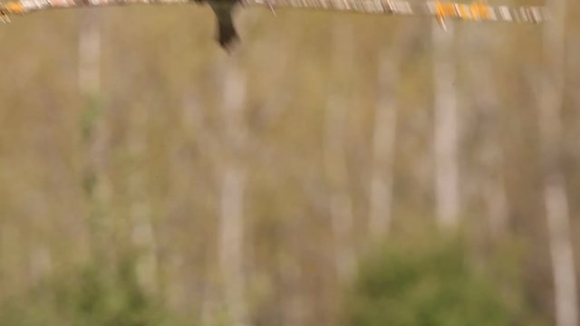 European Bee-eater. Merops apiaster