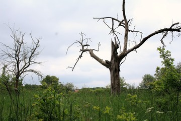 Der abgestorbene Baum