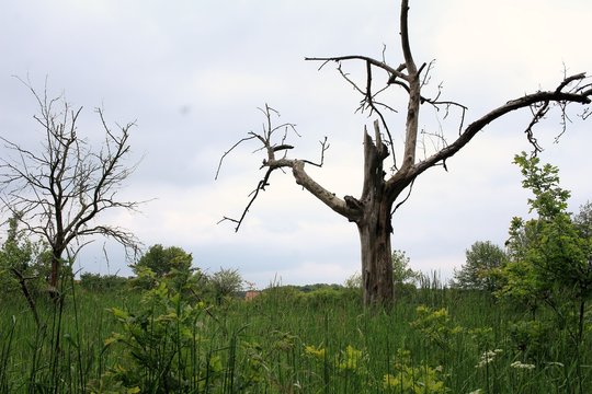 Der abgestorbene Baum