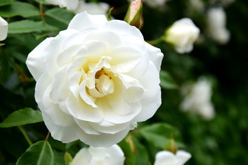 Weiße Rose im Park