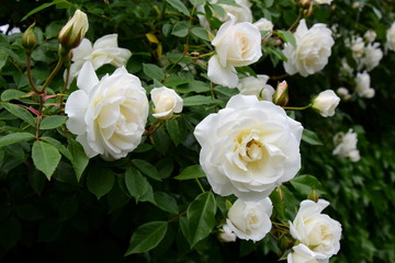 Weiße Rose im Park