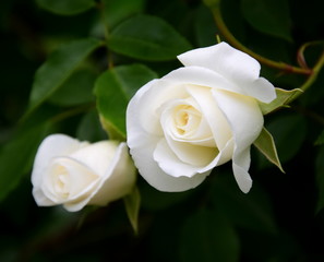 Weiße Rosen im Park