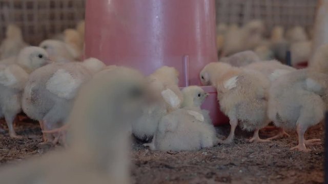 A lot of hungry broilers are standing around the plastic feeder and eating.