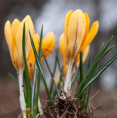 Fototapeta premium yellow crocus in the garden