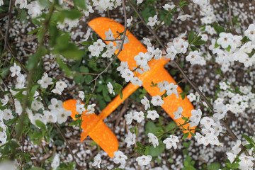 Toy orange airplane on the ground under the crumbling white flowers of Apple
