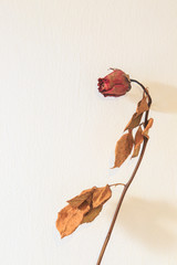 dry red rose on white background