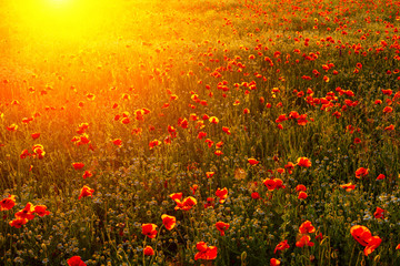 bright fiery poppy field in the rays of the sunset