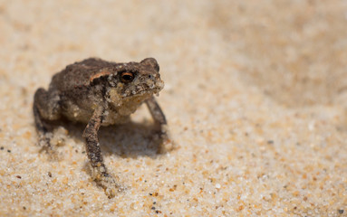 Frog on a beach