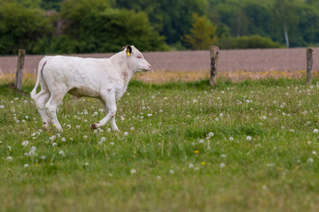Kälbchen auf der Weide