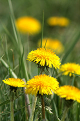 Naklejka premium Close up of a dandelion flower blooming. Selective focus. Vertical.