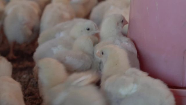 Hungry small broilers are feeding in a crowded chicken farm. Close-up, 4K.