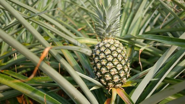 Close up of pineapple in plantation field. Tropical pineapple fruit with natural farm