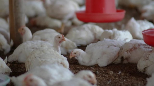 Adult white broilers in a crowded chicken farm in India. Close-up, 4K.