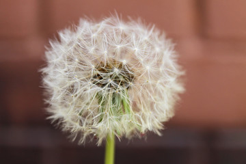 White fluffy dandelion on blurred brown background