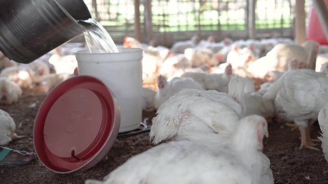 The farmer is refilling the plasticwater drinker for the broiler chickens.