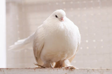 Beautiful white pigeon with a pink beak