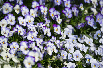 Violas or Pansies Closeup in the Garden. Gardening.