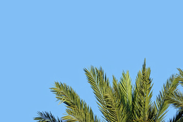 Top of a Palm Tree with Text Space in the Blue Sky Above