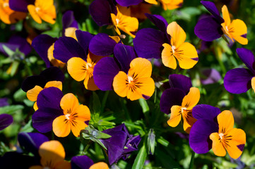 Violas or Pansies Closeup in the Garden. Gardening.