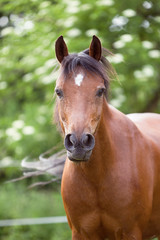 braunes Pferd auf einer Weide, Reitponywallach steht auf der Wiese; aufmerksamer Blick