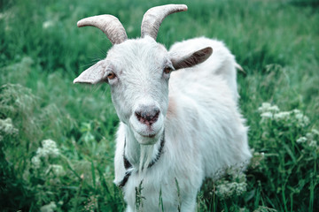 Portrait of white goat grazing on green meadow