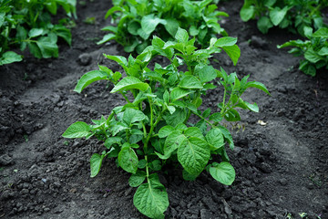 Young potato plants growing in rural garden