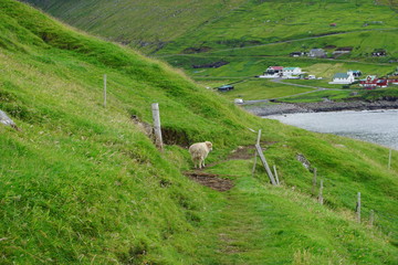 Obraz premium Faeroe Islands with beautiful nature, green grasslands, sea, rocks and breathtaking landscape