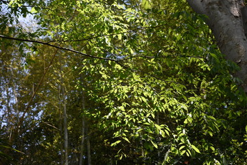 The fresh green of the Japanese Zelkova is very beautiful.