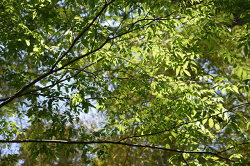 Fototapeta na wymiar The fresh green of the Japanese Zelkova is very beautiful.