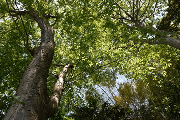 The fresh green of the Japanese Zelkova is very beautiful.