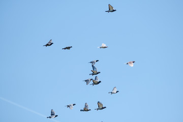 Flying racing pigeons and a blue sky