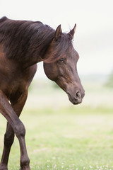 Fototapeta premium Arabisches Pferd