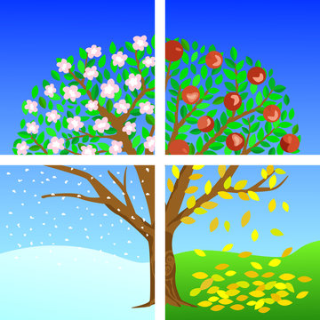 EPS 10 Vector illustration of a tree divided into the four seasons. Winter, spring, summer and autumn. Apple tree for your design projects!