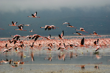 Naklejka premium Flamingos at Lake Nakuru
