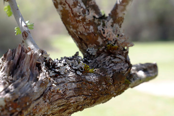 Rama de árbol en profundidad. Campo y bosque