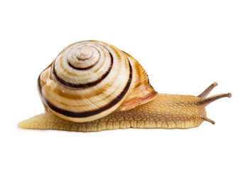 Colorful Helicid Snail isolated on white.