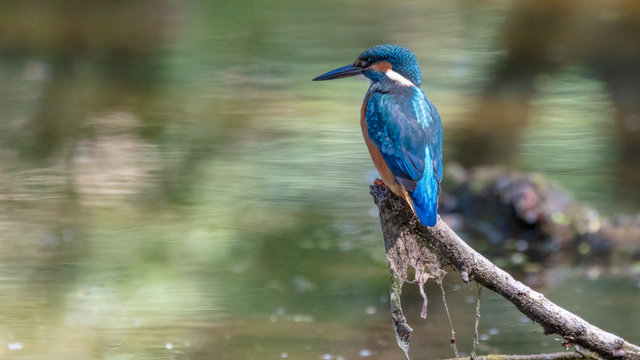 Common Kingfisher sits on a Branch