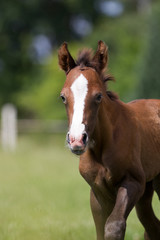 Obraz premium Reitponyfohlen